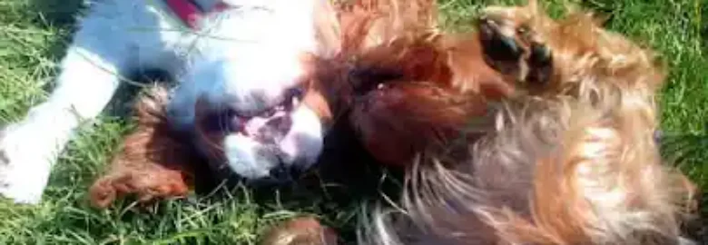 I Care For Pets
