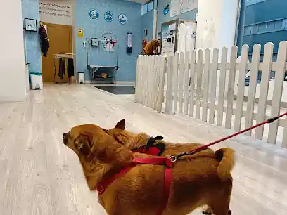 I Love Dog Wash Vitoria