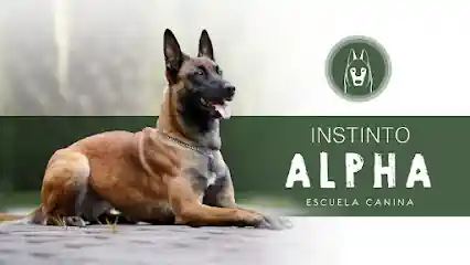 Instinto Alpha | Adiestrador Canino | Formación perros Seguridad Elche