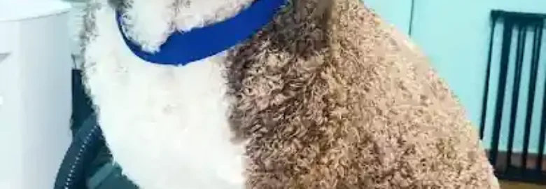 Irene Flores – Peluquería Canina