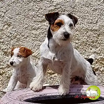 Jack Russell de Luperca