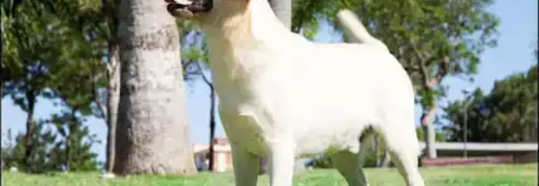 Javer-Keleb Labrador Retriever y Jack Russell