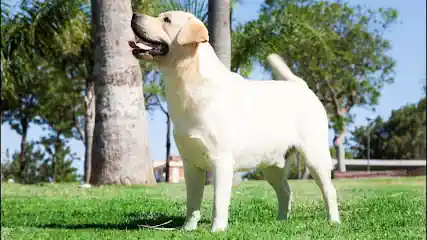 Javer-Keleb Labrador Retriever y Jack Russell