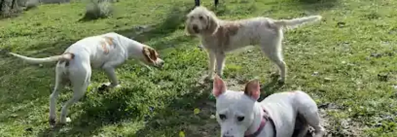 KALMA Residencia Animal
