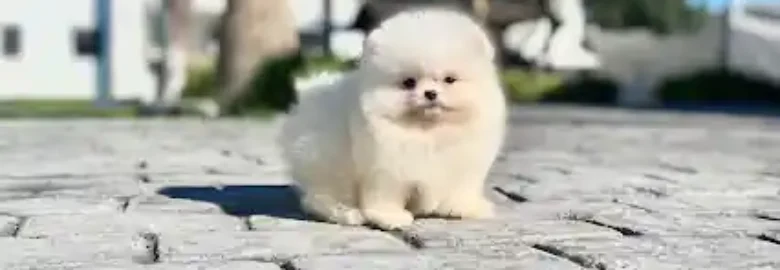 KAMSIA DOG criadero perros pomeranias