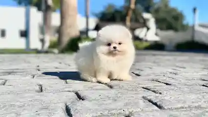 KAMSIA DOG criadero perros pomeranias_Wse5