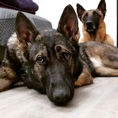 KEIKO Escuela Canina
