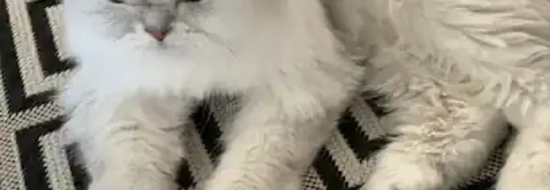Kalesya Peluquería Canina y Felina