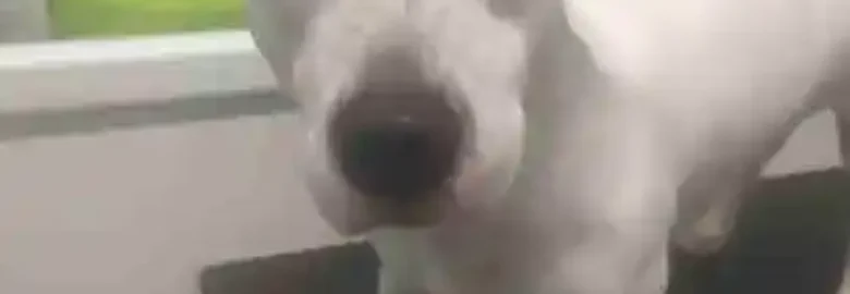 Kalulo Peluquería Canina