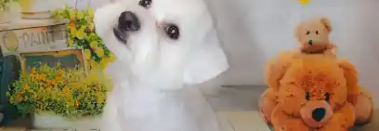 Kanycat peluquería canina
