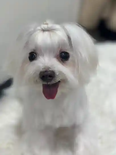 Kathy Life Pets
