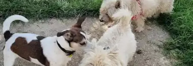 Kenney’s Pet Care