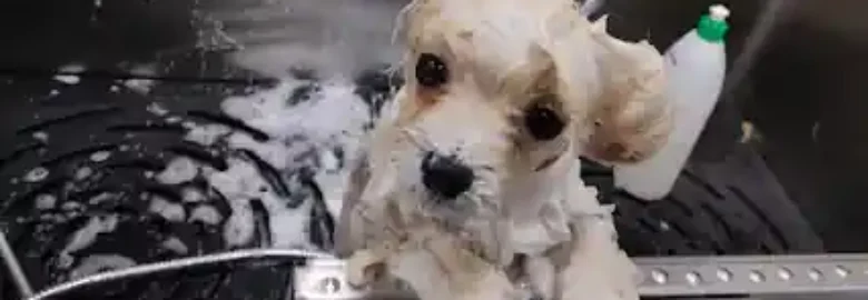 Kimydog peluquería canina