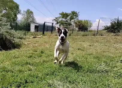 Kinder Pet Hotel