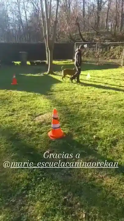 Kiro adiestramiento canino