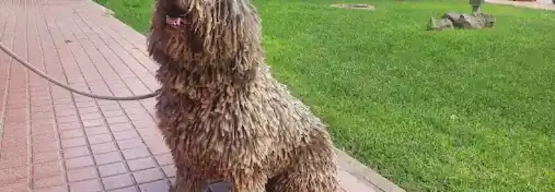 Knina’s Groomers