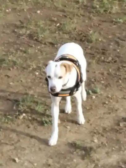 LACNAD. Equilibrio canino y felino