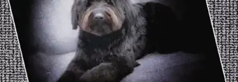 LIN DOG BARBER