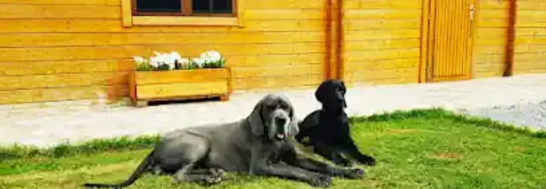 La Casa Del Dogo