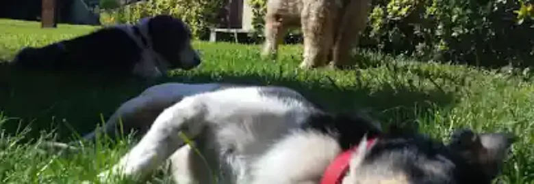 La Casa del Perro