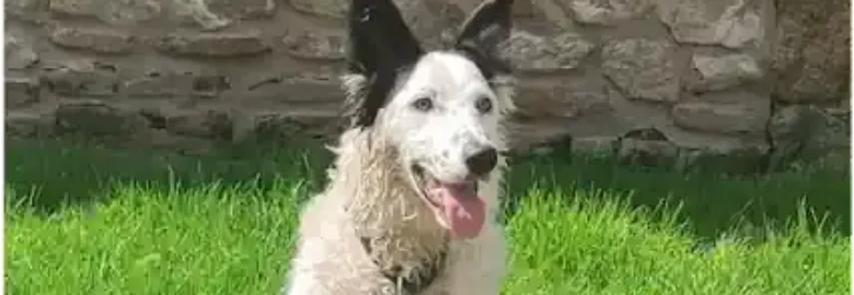 La Manada Psicologia Canina