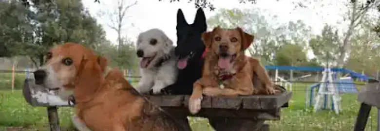 La Masia Canina