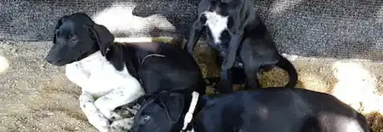 La Morera del Kennel