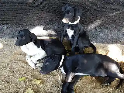 La Morera del Kennel