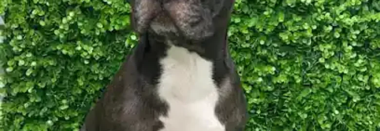 La Peluquería Canina de Laurita