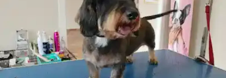 La peluqueria de Bruno