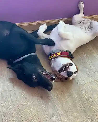 Ladridogs Guardería Canina