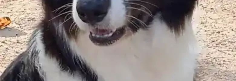 L’angolo del Border Collie