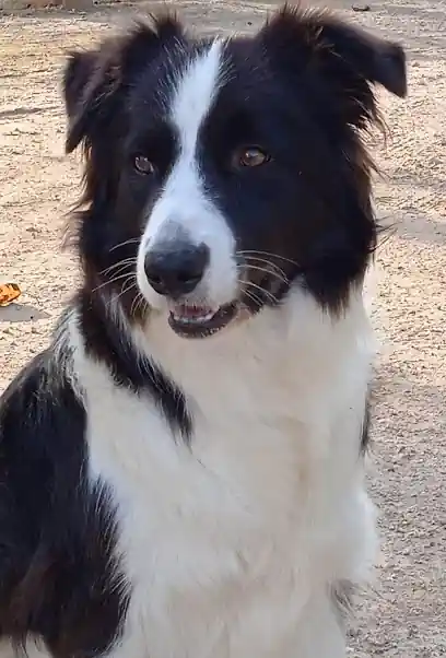 L'angolo del Border Collie_Mxsy