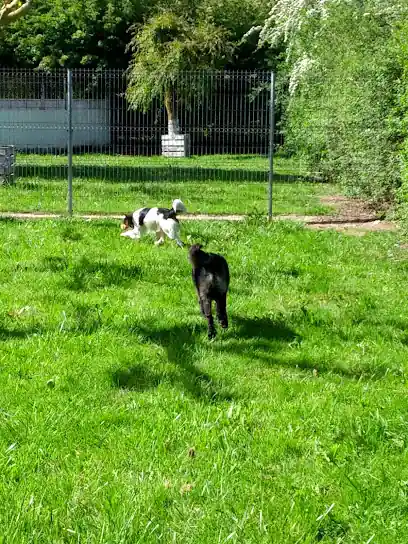 Las mascotas de Ines