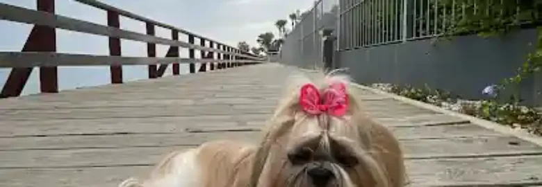 Lassiedog