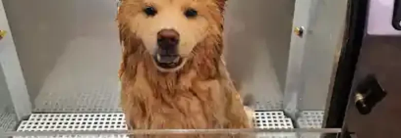 Lavakan | Spa para mascotas