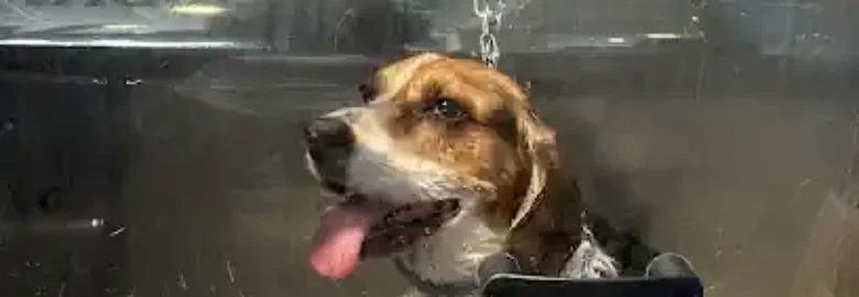 Lavakan | Spa per mascotes