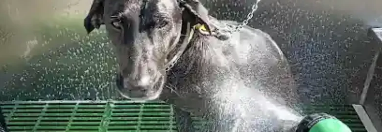 Lavamascotas