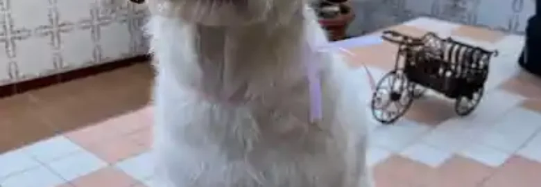 LenyGroomer Peluquería Canina