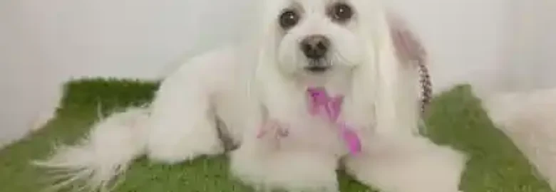 Lifestyle Belleza Canina