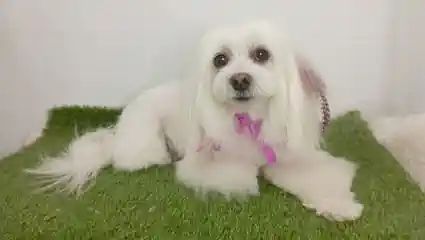 Lifestyle Belleza Canina