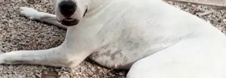 MAMU DOG Hotel