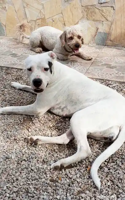 MAMU DOG Hotel