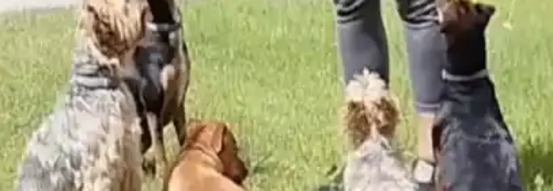 Maestra Canina