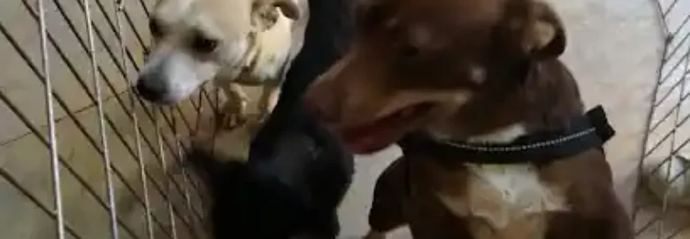 Manada Feliz