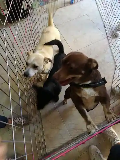 Manada Feliz