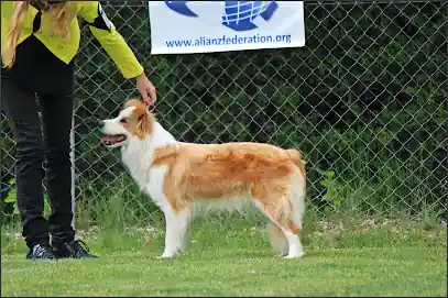 Marchant Black Border Collie_2OJV