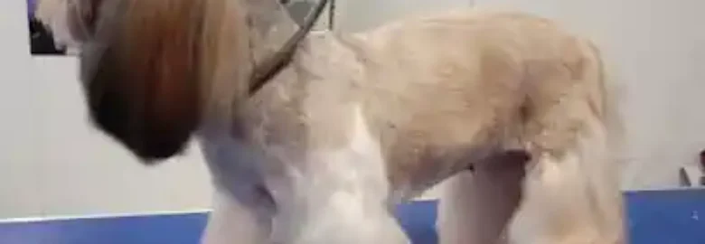 Maria Davila Peluqueria Canina