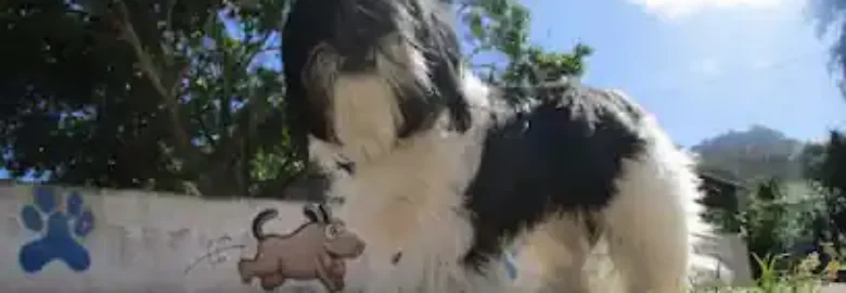 Marina Dog