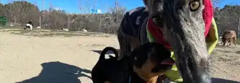 MarinoCanis